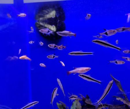 Age of Aquariums