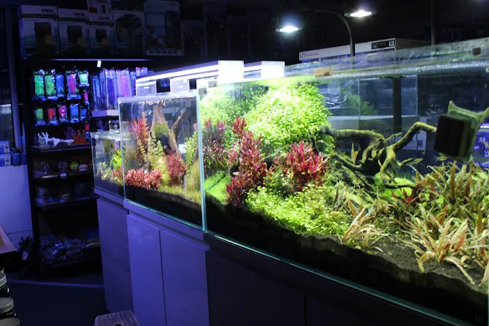 Age of Aquariums Picture 4