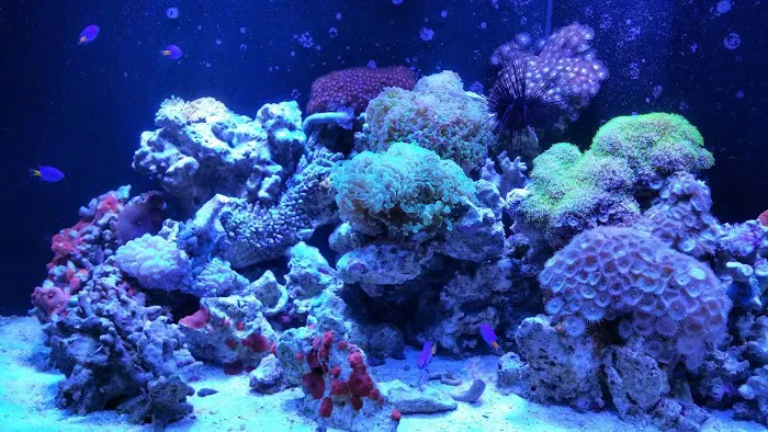 Oceans Aquarium Design Picture 7