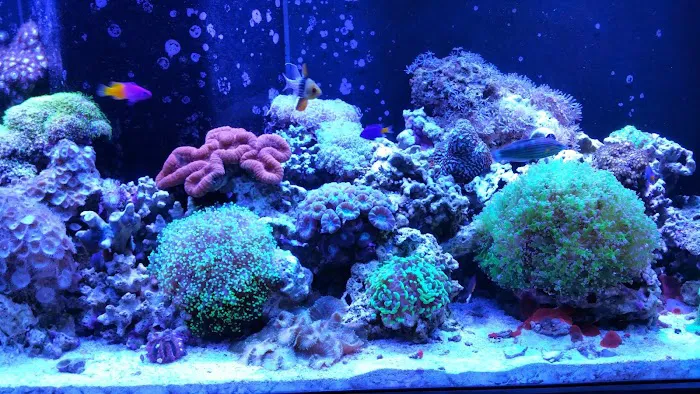 Oceans Aquarium Design Picture 8