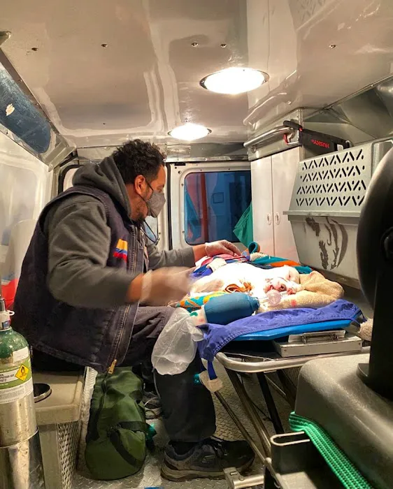 AmbuVet Pet Ambulance Picture 7