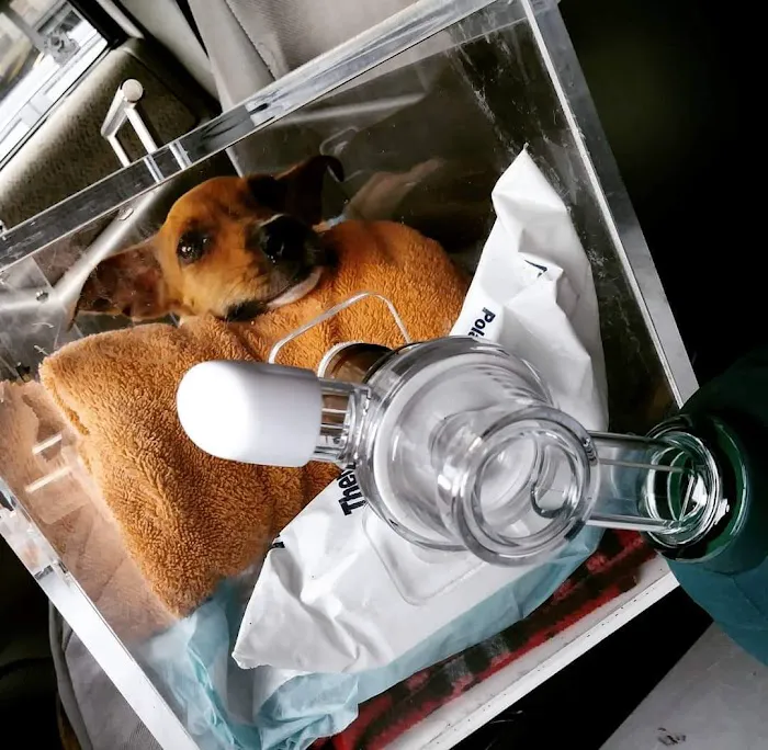 AmbuVet Pet Ambulance Picture 4