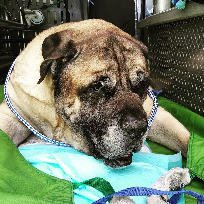 AmbuVet Pet Ambulance Picture 2