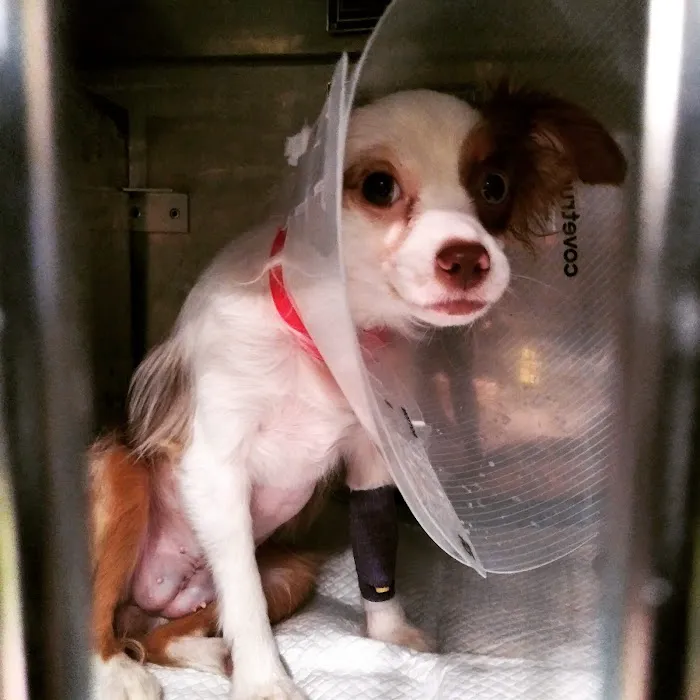 AmbuVet Pet Ambulance Picture 1
