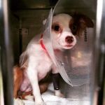 AmbuVet Pet Ambulance