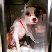 AmbuVet Pet Ambulance ico