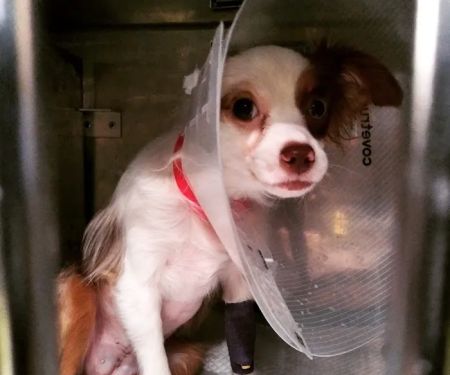 AmbuVet Pet Ambulance