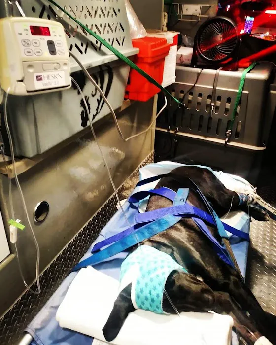 AmbuVet Pet Ambulance Picture 9