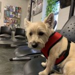 Steinway Court Veterinarian