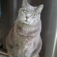 Broadway Animal Clinic - Now Closed ico