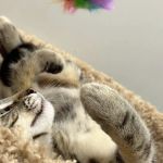 Pet Supplies Plus Long Beach-Los Altos