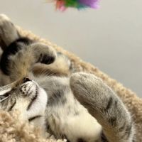 Pet Supplies Plus Long Beach-Los Altos ico