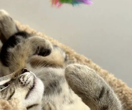 Pet Supplies Plus Long Beach-Los Altos