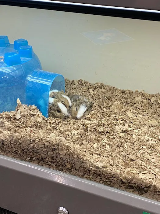 Pet Supplies Plus Long Beach-Los Altos Picture 4