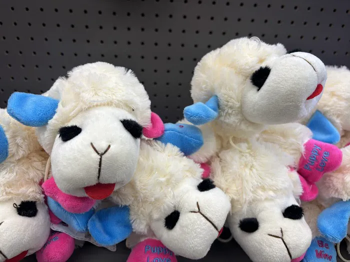 Pet Supplies Plus Long Beach-Los Altos Picture 5