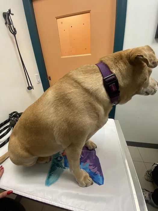 Veterinary Care Group - Astoria Picture 4