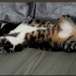 Veterinary Care Group - Astoria