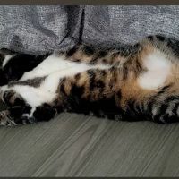 Veterinary Care Group - Astoria ico