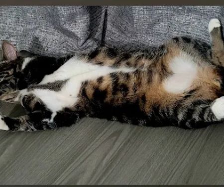 Veterinary Care Group - Astoria