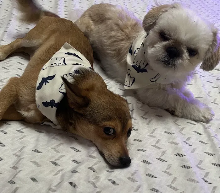 Veterinary Care Group - Astoria Picture 10