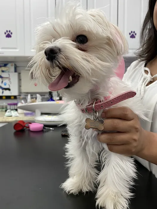 Astoria Animal Hospital Picture 2