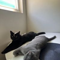 Astoria Animal Hospital ico