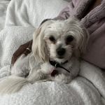 Petco