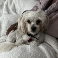 Petco ico