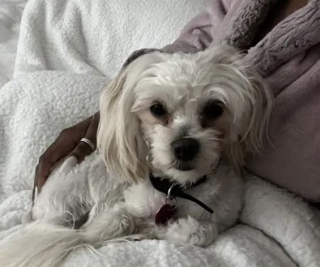 Petco