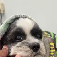 URvet Care Astoria (URvet Care Midtown Medical Center Open 24/7) ico