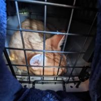 St Mark Animal Clinic / Jackson Heights Animal Clinic ico