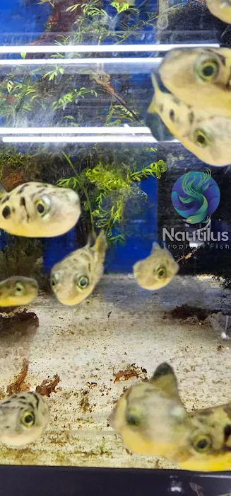 Nautilus Tropical Fish Picture 5