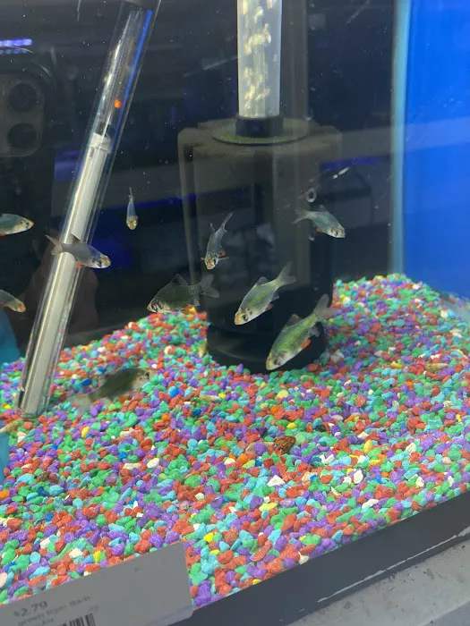 Nautilus Tropical Fish Picture 4