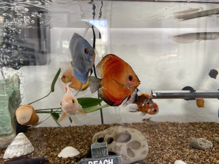 Nautilus Tropical Fish Picture 6