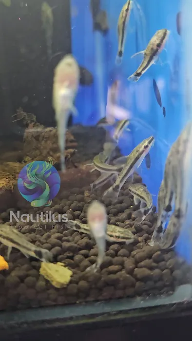 Nautilus Tropical Fish Picture 9