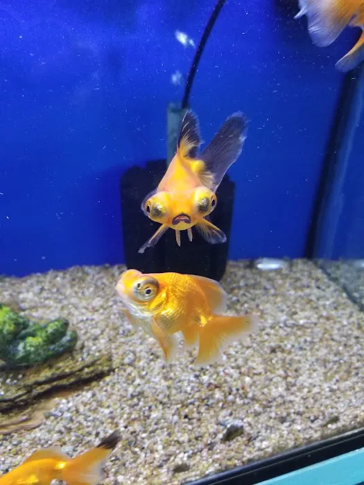 Nautilus Tropical Fish Picture 8