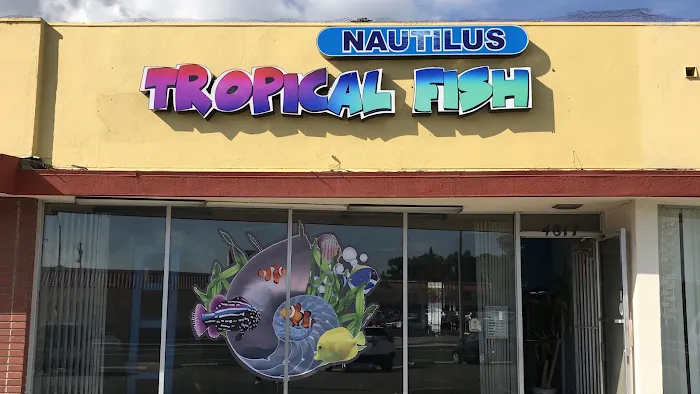 Nautilus Tropical Fish Picture 7
