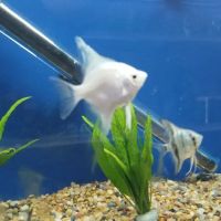 Nautilus Tropical Fish ico