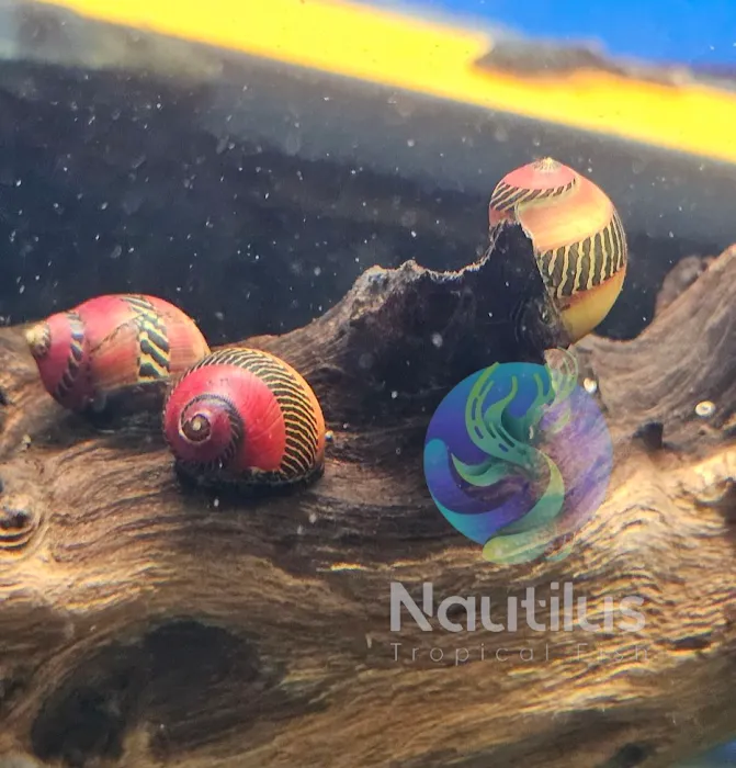 Nautilus Tropical Fish Picture 10