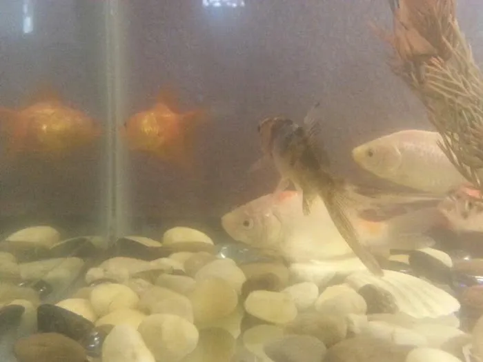 Tom's Tropical Fish Picture 1
