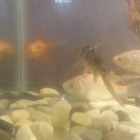 Tom's Tropical Fish ico