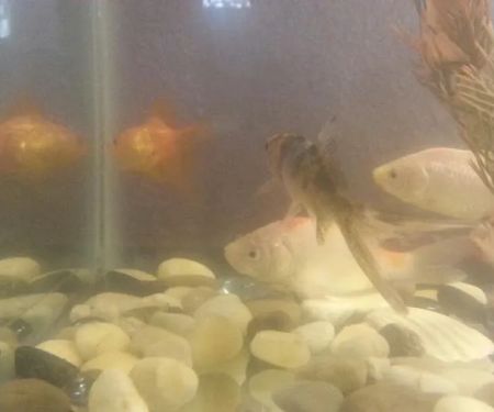 Tom's Tropical Fish
