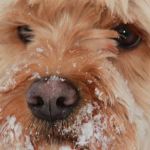 Tranquil Paws Veterinary