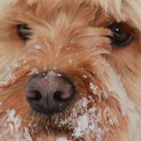 Tranquil Paws Veterinary ico