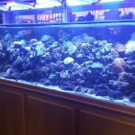 Strictly Fish