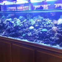 Strictly Fish ico