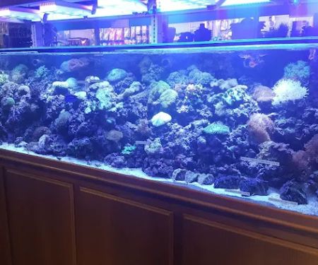 Strictly Fish