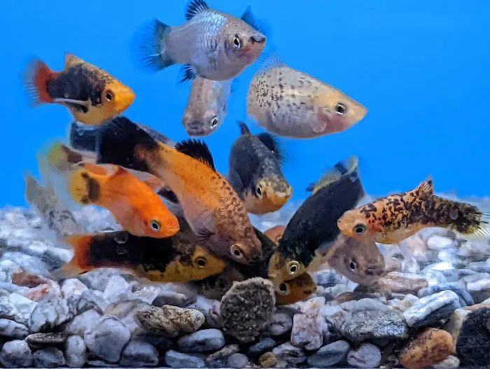 Strictly Fish Picture 4