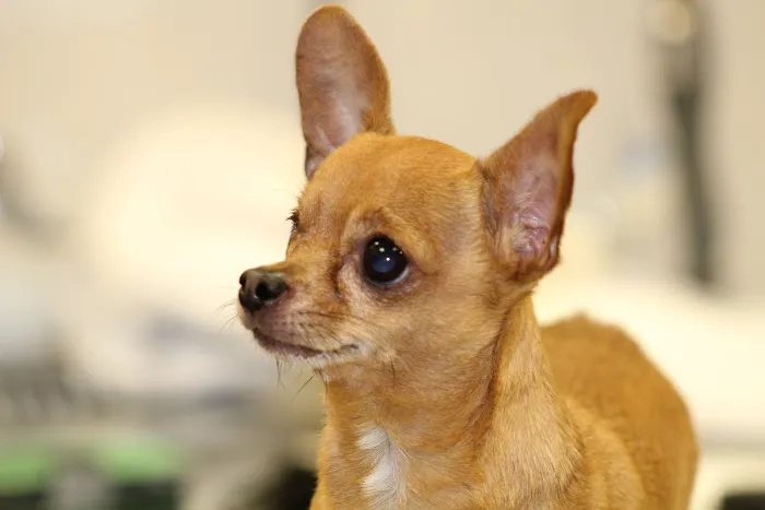 White Plains Veterinary Hospital Picture 9
