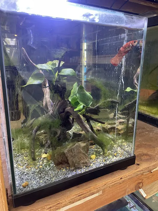 Atlantic Tropical Aquarium Picture 2